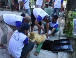 DPKP Kabupaten Karawang Lakukan Pemeriksaan Penyembelihan Hewan Kurban Hingga Ajak Masyarakat Ikuti Juleha
