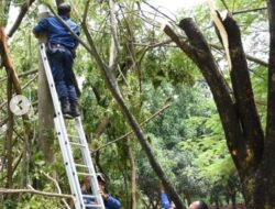 Antisipasi Pohon Tumbang, Damkar Karawang Lakukan Giat Pemotongan Pohon