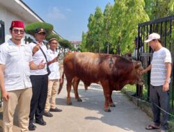 Pesantren Albaghdadi Karawang Bahagia Dapat Kiriman Sapi Jumbo dari Prabowo